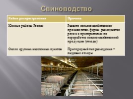 Животноводство России, слайд 6