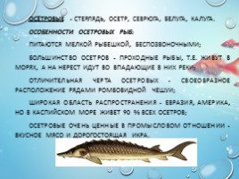 Рыбы - характеристика и классификация, слайд 11