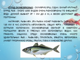Рыбы - характеристика и классификация, слайд 17