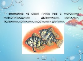 Рыбы - характеристика и классификация, слайд 18