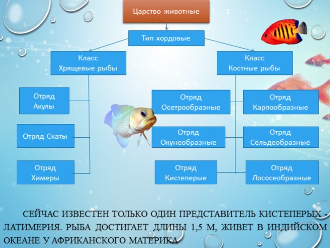 Презентация - Рыбы - характеристика иклассификация