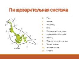 Тип Хордовые - Класс Птицы, слайд 6