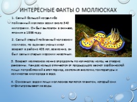 Тип Моллюски, слайд 13