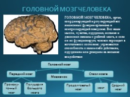Строение головного мозга, слайд 4