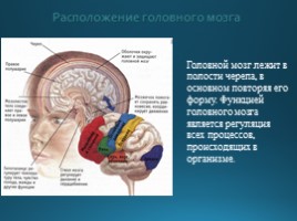Строение головного мозга, слайд 5