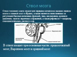 Строение головного мозга, слайд 7