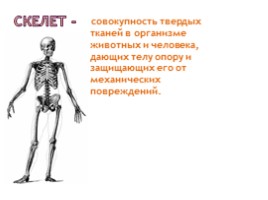 Скелет человека, слайд 2