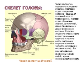 Скелет человека, слайд 4