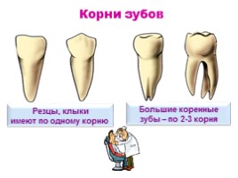 Строение и функции зубов, слайд 10