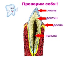 Строение и функции зубов, слайд 13