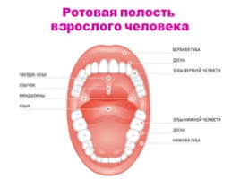 Строение и функции зубов, слайд 7