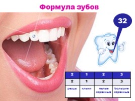 Строение и функции зубов, слайд 8