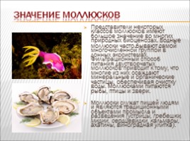 Моллюски, слайд 16