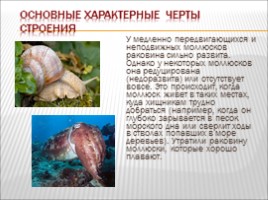 Моллюски, слайд 4