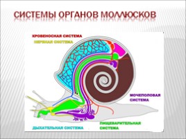 Моллюски, слайд 7