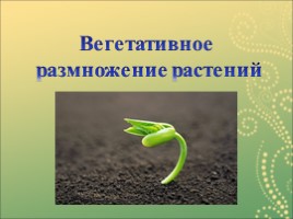 Вегетативное размножение растений, слайд 1