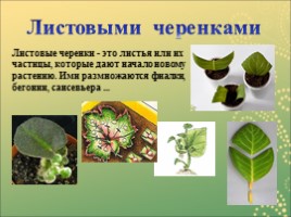 Вегетативное размножение растений, слайд 10