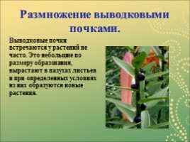 Вегетативное размножение растений, слайд 15
