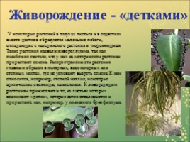 Вегетативное размножение растений, слайд 17