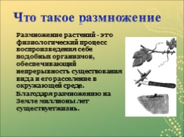 Вегетативное размножение растений, слайд 2