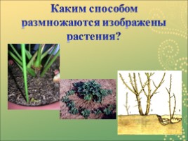 Вегетативное размножение растений, слайд 20