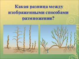 Вегетативное размножение растений, слайд 21