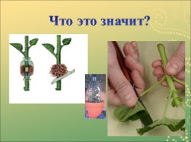 Вегетативное размножение растений, слайд 22