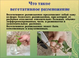 Вегетативное размножение растений, слайд 3