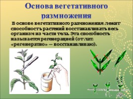 Вегетативное размножение растений, слайд 6