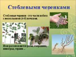 Вегетативное размножение растений, слайд 9