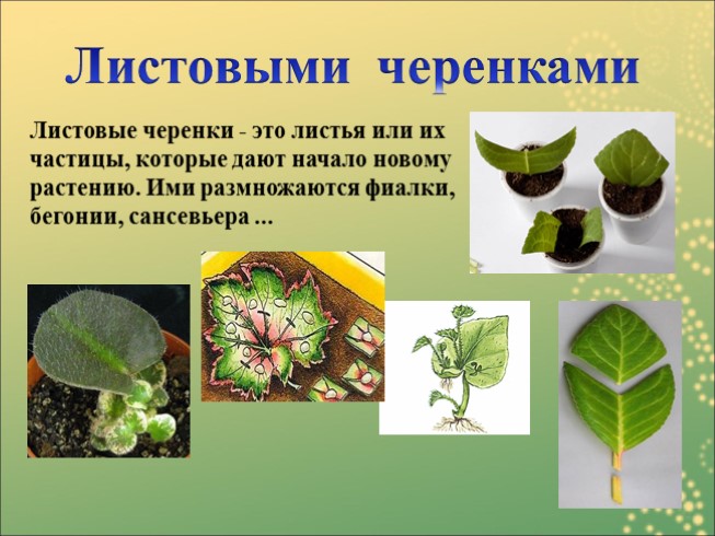 Презентация - Вегетативное размножение растений