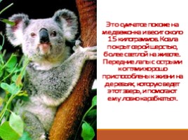 Животный мир Австралии, слайд 20