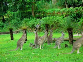 Животный мир Австралии, слайд 5