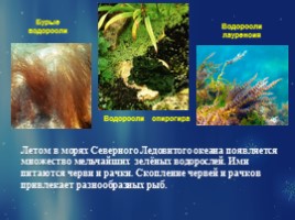 Растительный и животный мир Арктики, слайд 11