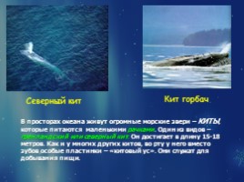 Растительный и животный мир Арктики, слайд 17