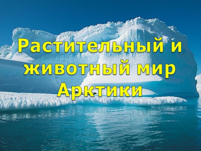 Растительный и животный мир Арктики