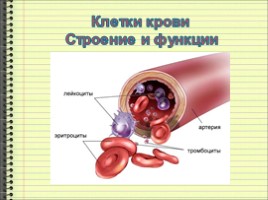 Клетки крови - Строение и функции, слайд 1