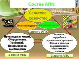 География 9 класс «Агропромышленный комплекс России», слайд 4