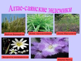 Алтай - страна нетронутой природы, слайд 27