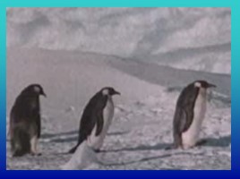 География 7 класс «Антарктида», слайд 30