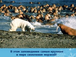 Арктика - фасад России, слайд 27