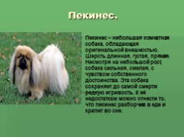 Собака - друг человека!, слайд 9