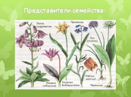 Лилейные растения (растения Волгоградской области), слайд 3