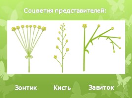 Лилейные растения (растения Волгоградской области), слайд 5