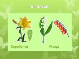 Лилейные растения (растения Волгоградской области), слайд 6