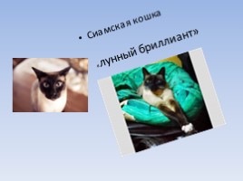 Исследовательский проект «Эти удивительные кошки!», слайд 6