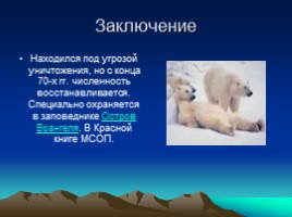 Белые медведи, слайд 11