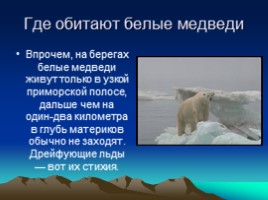 Белые медведи, слайд 6
