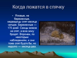 Белые медведи, слайд 8