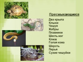Урок окружающего мира в 3 классе «Размножение животных разных групп - Развитие птиц», слайд 6